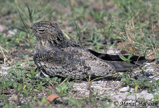 Antillean Nighthawk -  Chordeiles gundlachii