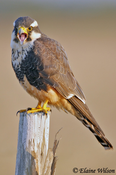 Aplomado Falcon - Falco femoralis
