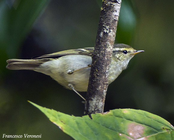 Arctic Warbler - Phylloscopus borealis