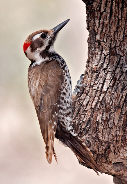Arizona Woodpecker - Dryobates arizonae