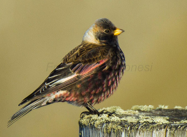 Asian Rosy-Finch - Leucosticte arctoa