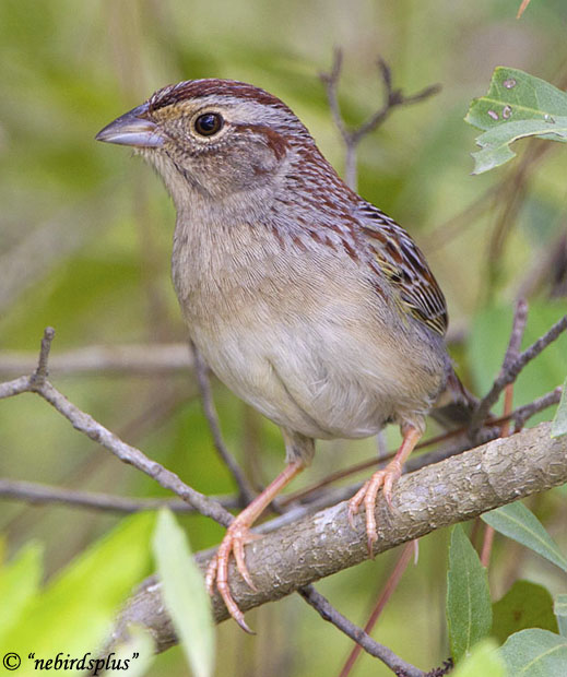 Bachman's Sparrow - Peucaea aestivalis