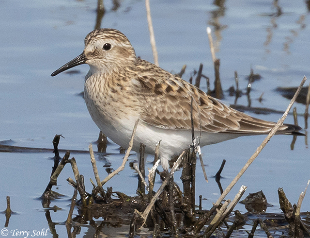 Baird's Sandpiper - Calidris bairdii