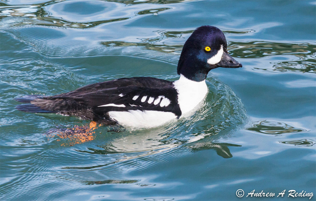 Barrow's Goldeneye - Bucephala islandica