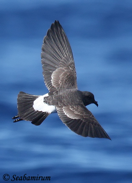 Black-bellied Storm-Petrel - Fregetta tropica