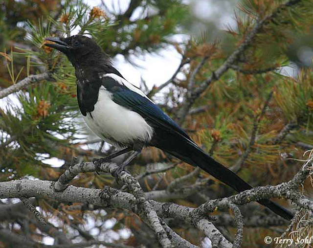 Black-billed Magpie - Pica hudsonia