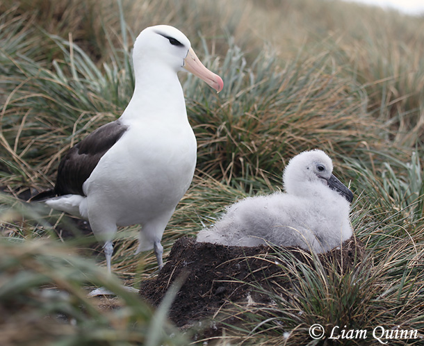 Black-browed Albatross - Thalassarche melanophris