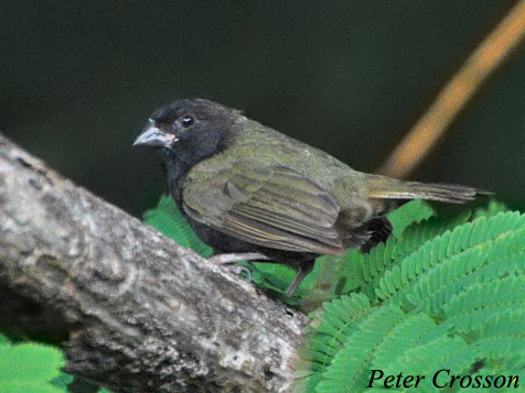 Black-faced Grassquit - Tiaris bicolor