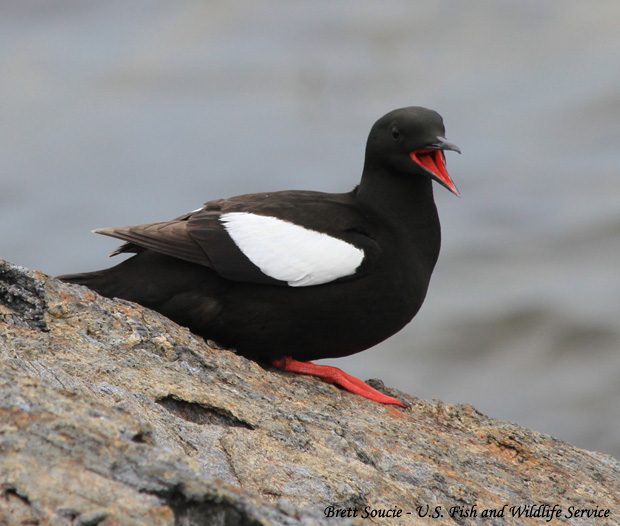 Black Guillemot - Cepphus grylle