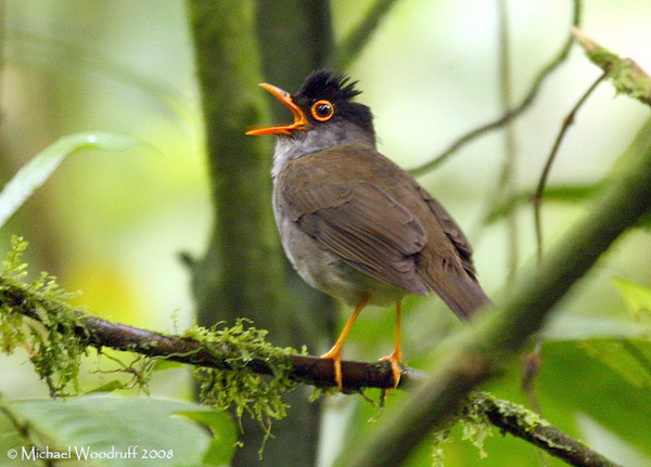 Black-headed Nightingale-Thrush - Catharus mexicanus