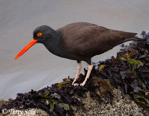 Black Oystercatcher - Haematopus bachmani