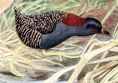 Black Rail - Laterallus jamaicensis