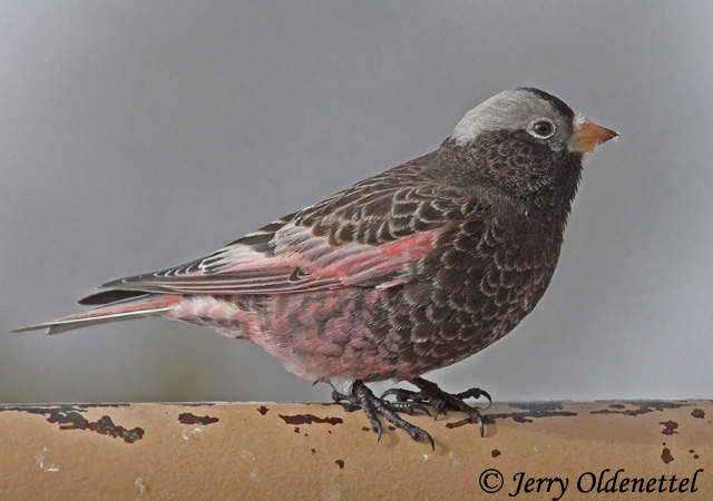 Black Rosy-Finch - Leucosticte atrata