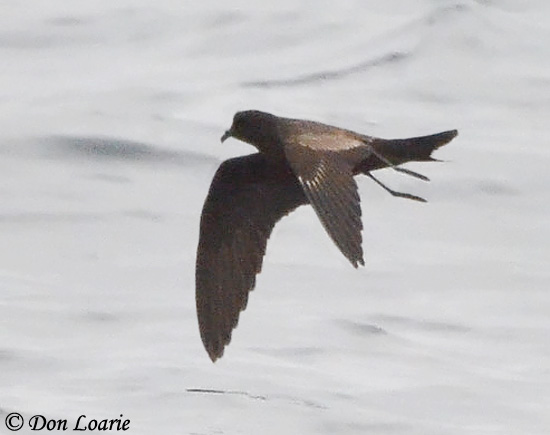Black Storm-Petrel -  Oceanodroma melania