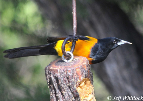 Black-vented Oriole - Icterus wagleri