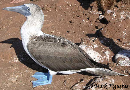 Blue-footed Booby - Sula nebouxii