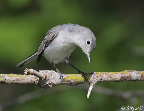 Birds of the Blue Ridge: Blue-gray Gnatcatcher - Blue Ridge Country