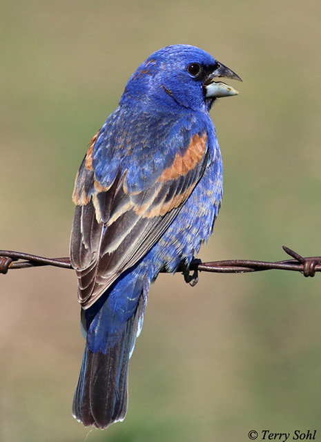 Blue Grosbeak - Passerina caerulea