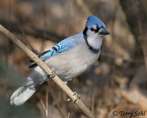 Blue Jay South Dakota Birds And Birding