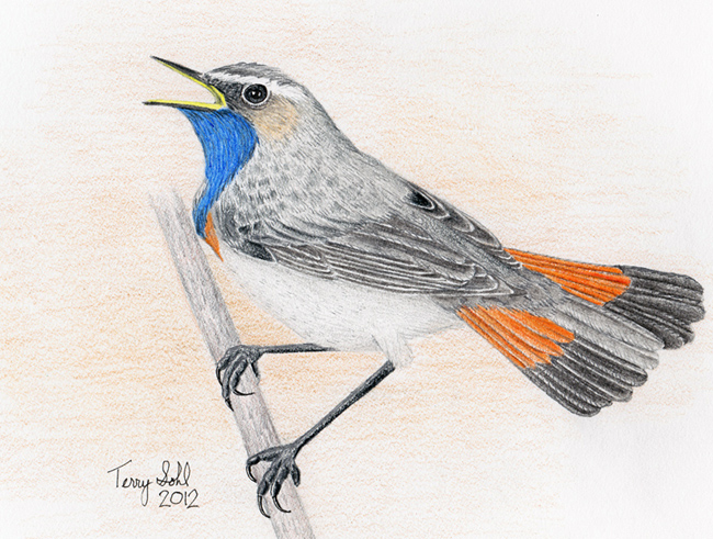 Bluethraot - Cyanecula svecica