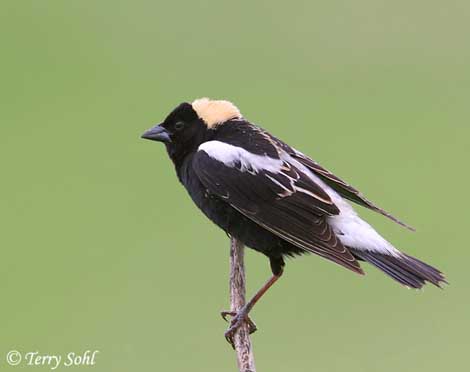 Bobolink - Dolichonyx oryzivorus