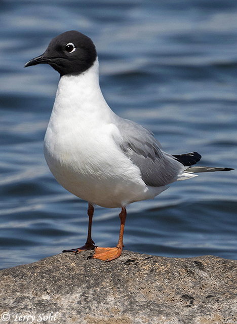 Bonaparte's Gull - Chroicocephalus philadelphia`