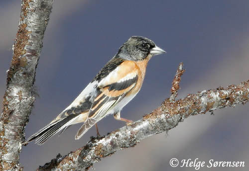 Brambling - Fringilla montifringilla