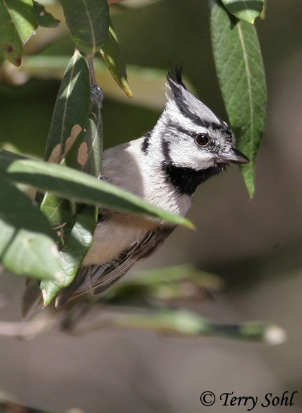 Bridled Titmouse - Baeolophus wollweberi