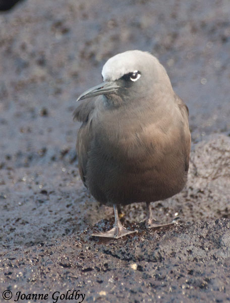 Brown Noddy - Anous stolidus