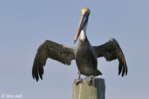 Brown Pelican - Pelecanus occidentalis