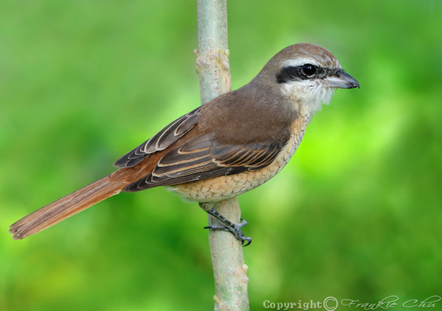 Brown Shrike - Lanius cristatus