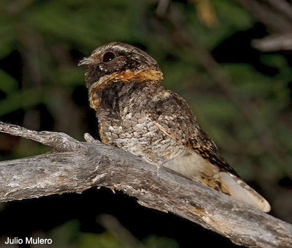 Buff-collared Nightjar - Antrostomus ridgwayi - Species