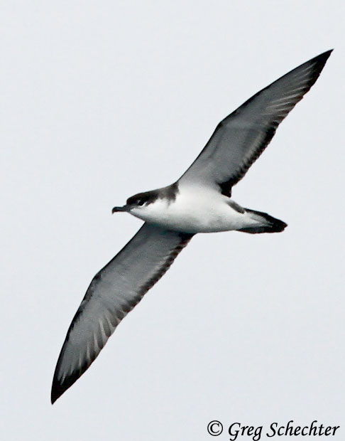 Buller's Shearwater - Ardenna bulleri