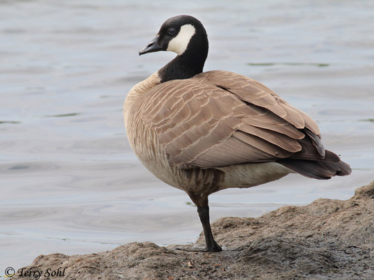 Cackling Goose - Branta hutchinsii