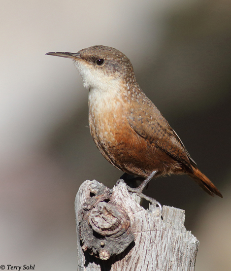 Canyon Wren - Catherpes mexicanus