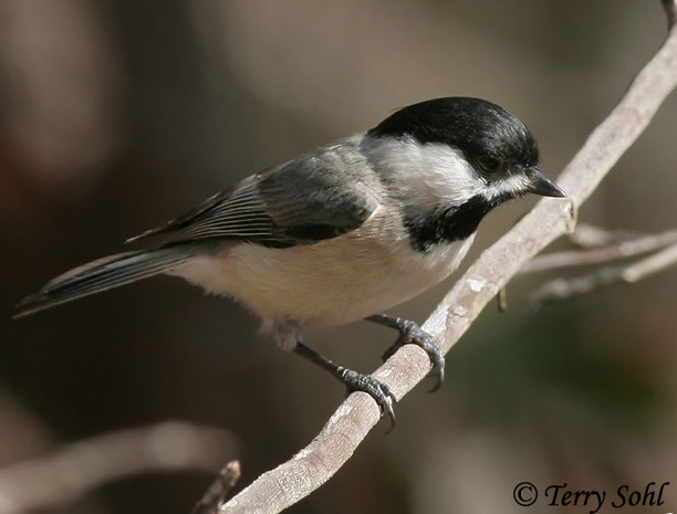 Carolina Chickadee - Poecile carolinensis