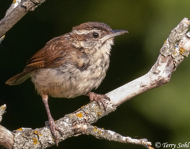 Carolina Wren - Thryothorus ludovicianus