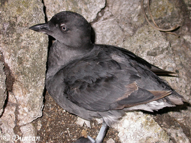 Cassin's Auklet - Ptychoramphus aleuticus