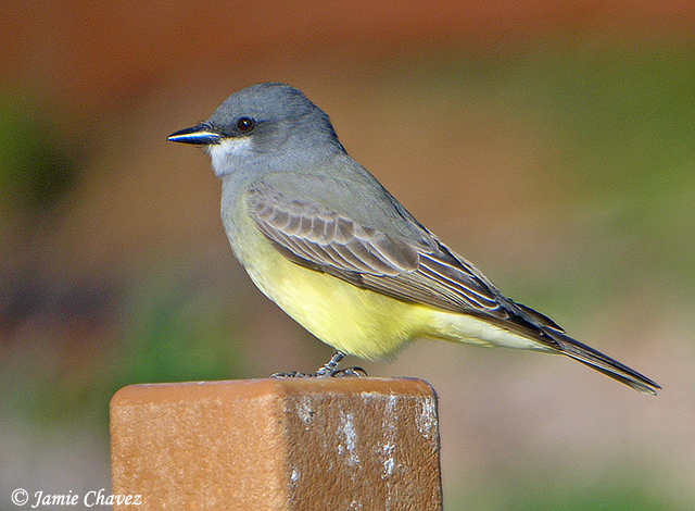 Cassin's Kingbird - Tyrannus vociferans