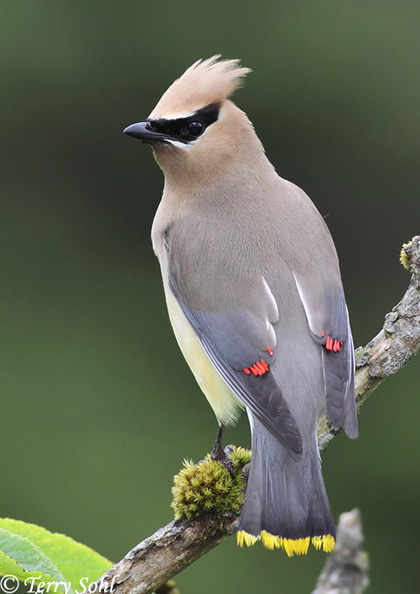 Cedar Waxwing - Bombycilla cedrorum