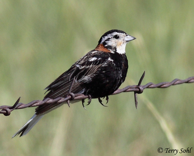 Chestnut-collared Longspur - Calcarius ornatus