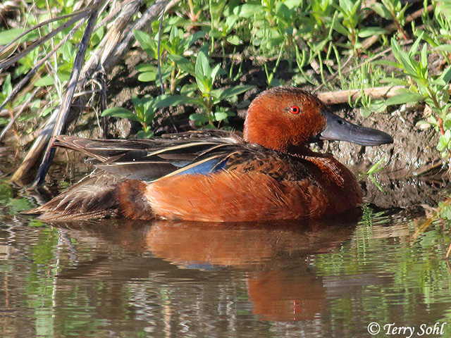 Cinnamon Teal - Spatula cyanoptera