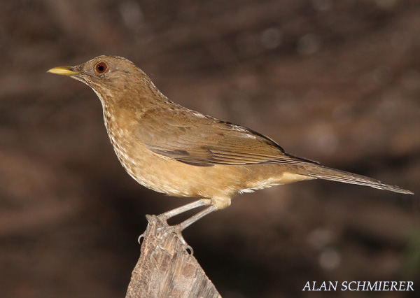 Clay-colored Thrush - Turdus grayi