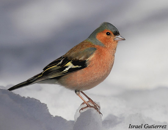 Common Chaffinch - Fringilla coelebs