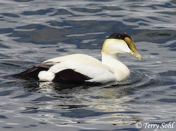 Common Eider - Somateria mollissima