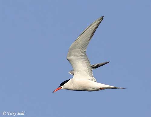 Common Tern - Sterna hirundo