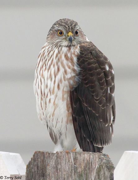 Cooper's Hawk - Accipiter cooperii