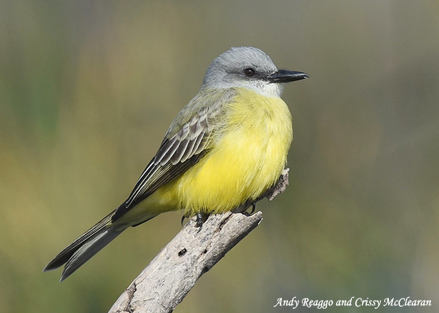 Couch's Kingbird - Tyrannus couchii