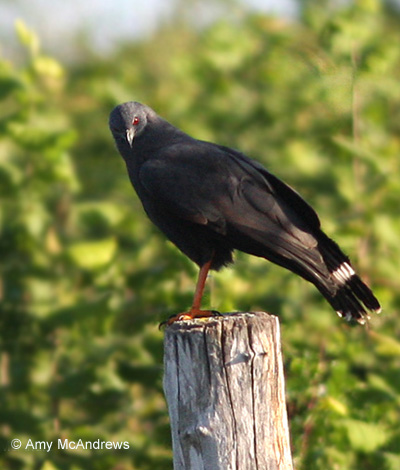 Crane Hawk - Geranospiza caerulescens
