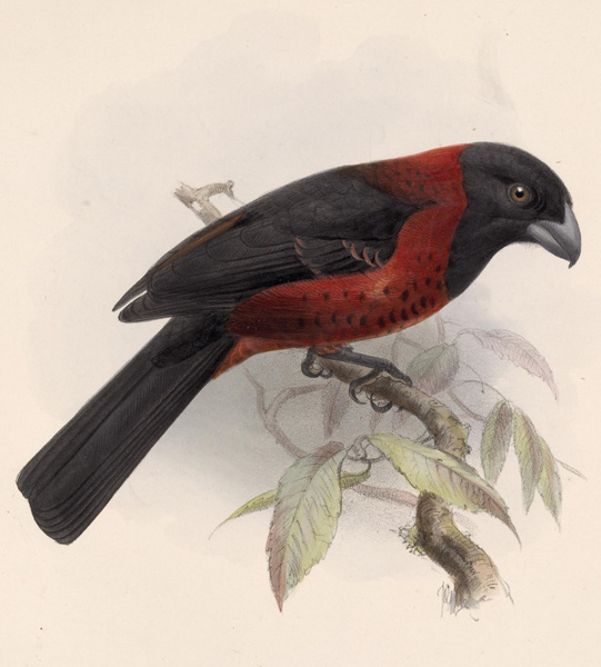 Crimson-collared Grosbeak - Rhodothraupis celaeno
